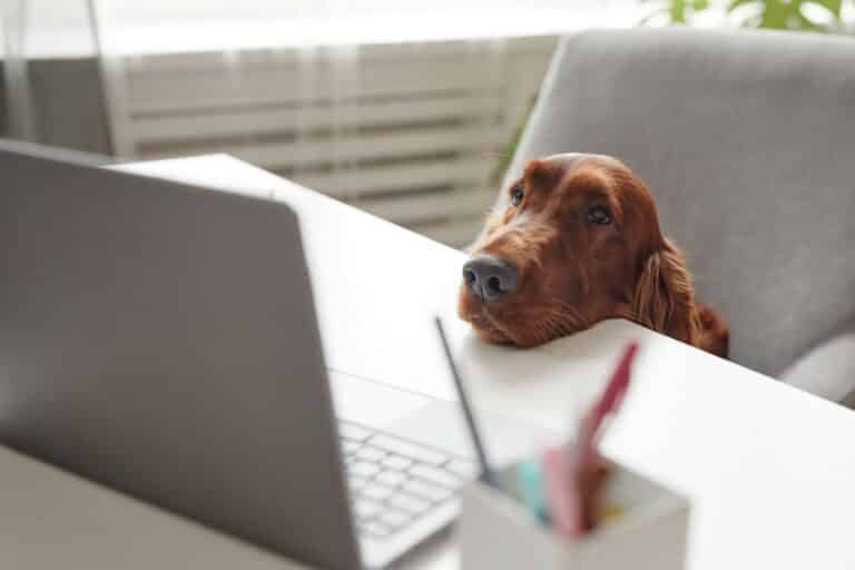 Irish Setter Dog Looking at Laptop Screen
